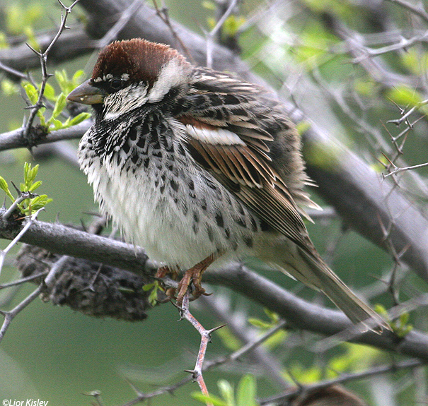  דרור ספרדי   Spanish Sparrow  Passer hispaniolensis                              הבטיחה,ינואר 2007